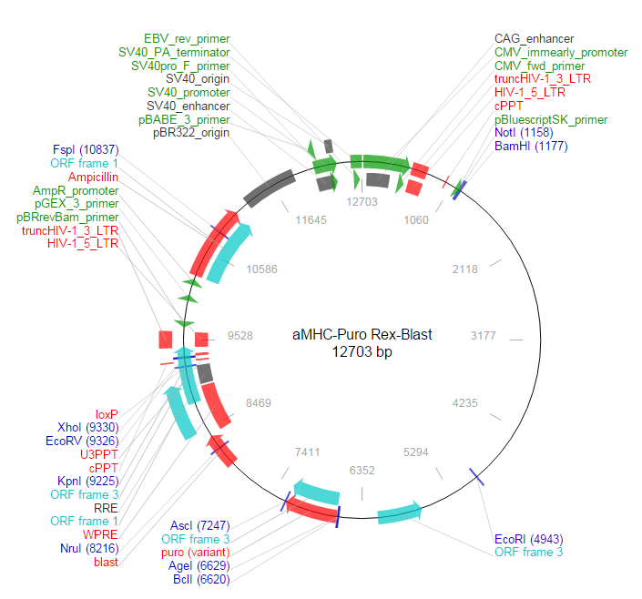 aMHC-Puro Rex-Blast载体图谱